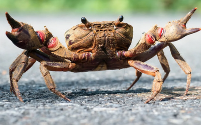 My mission and crabbiness