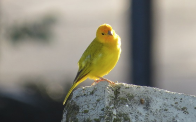 The Canary Does Not Mine Coal