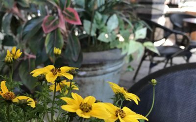 Interview – Blüm and John Lewandowski